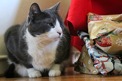 Grey and white cat with Christmas presents