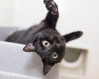 black cat rolling onto back in a Feline Fort