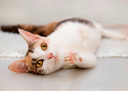 tortoiseshell cat rolling over onto side