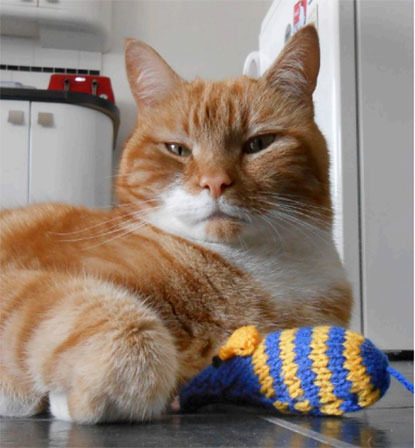 ginger cat with knitted mouse toy