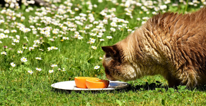 Cat sniffing oranges