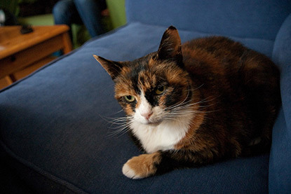 tabby tortie cat sitting on blue sofa