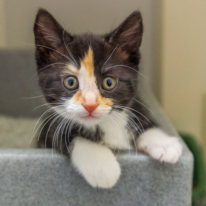 black, white and tortie kitten staring