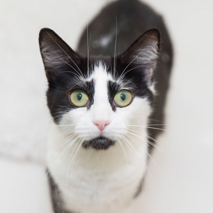 black and white cat staring at camera