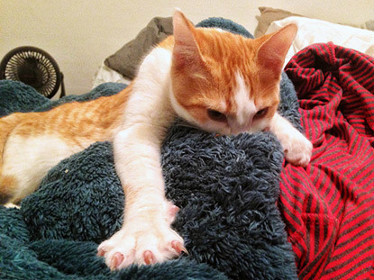 ginger and white cat suckling on towel