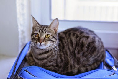 tabby cat sitting in blue suitcase