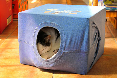 Cat hiding in a cat tent box
