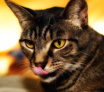 Tabby cat sticking out tongue licking lips
