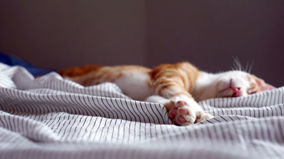 ginger and white cat lying on bed