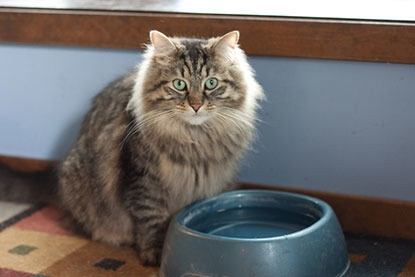 longhaired tabby cat next to water bowl
