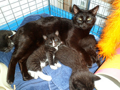 Black cat with kittens in cage bed