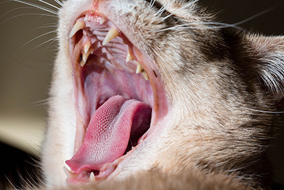 Cat yawning and showing teeth and tongue