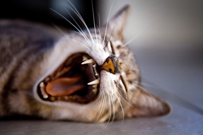 tabby cat yawning and showing fangs