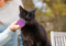 Black cat sitting on a wooden table while being brushed under the chin with a grooming brush.