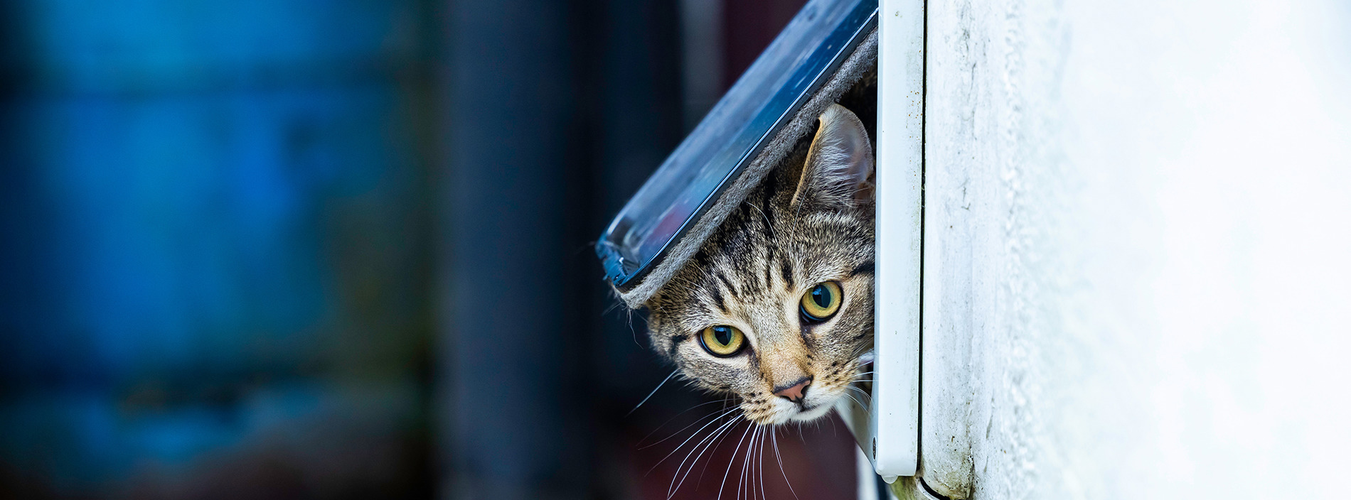 Training a cat to use a cat flap