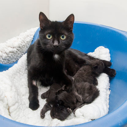 black cat with kittens in blue basket