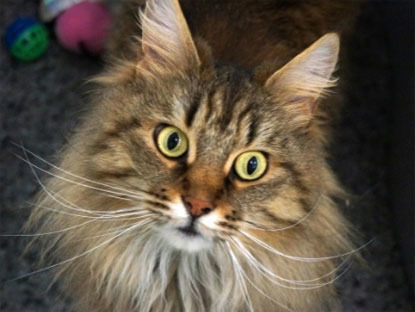 longhaired brown tabby cat looking up at camera