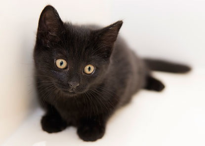 black kitten against white background