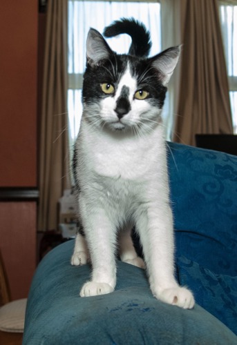 black and white cat standing on arm of sofa