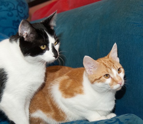 black-and-white cat with ginger-and-white cat