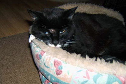 black cat with air gun wound