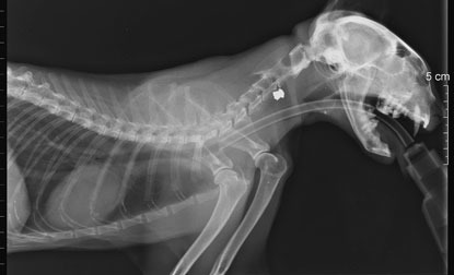 X-ray of cat shot by air gun pellets