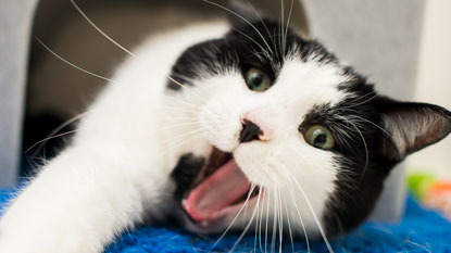 black and white cat miaowing