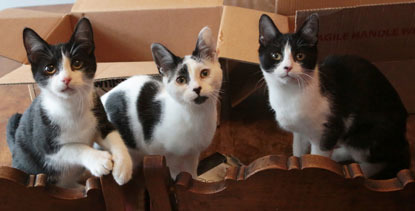 three black and white kitten siblings