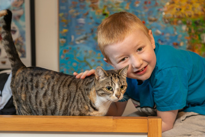 young ginger boy stroking tabby and white cat
