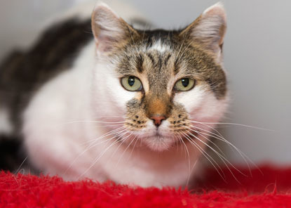 White and tabby cat with green eyes