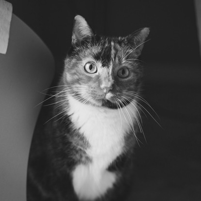 tortoiseshell cat with monochrome filter