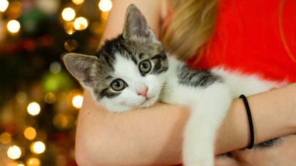Woman holding tabby and white cat in front of Christmas tree lights