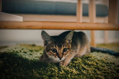 tabby cat hiding under a bed