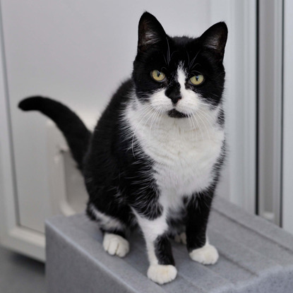 black and white cat in adoption centre