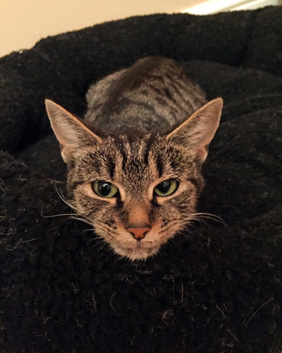 tabby cat on black fleece blanket