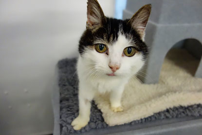 white and tabby cat with two toes