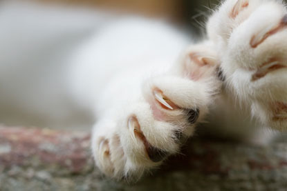 close up of white cat's claws