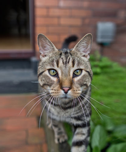 tabby cat standing on garden wall