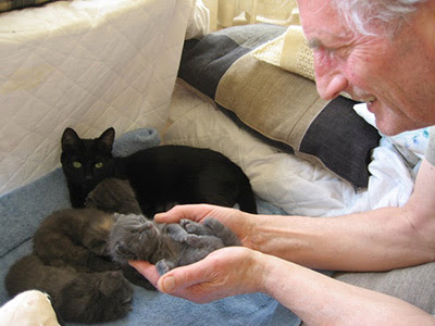 Man holding tiny grey kitten