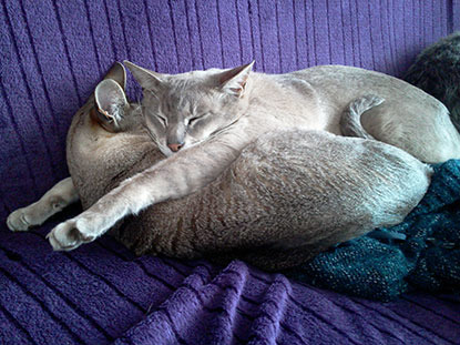 two oriental cats cuddling
