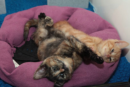 ginger and tortie cats cuddled up in pink bedding