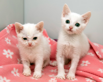 two white kittens on pink blanket