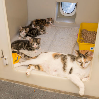 tortoiseshell mum cat with kittens in rescue centre pen