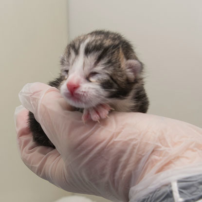 tortoiseshell newborn kitten held in hand