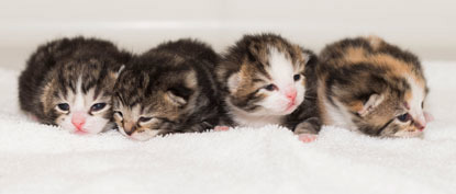 row of four 1 week old kittens