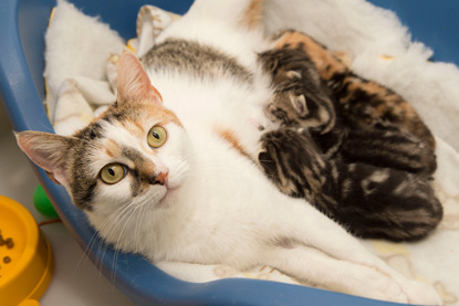 tabby-and-white cat feeding a litter of kittens