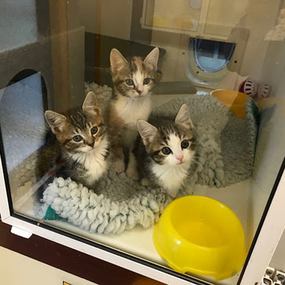 tabby and white kittens through glass in an adoption centre cat pen