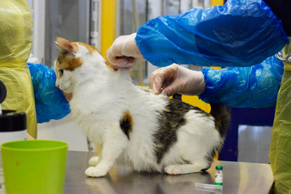 tortie and white cat at vet check up