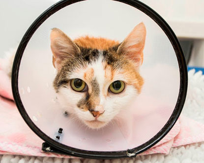 tabby and white cat wearing cone
