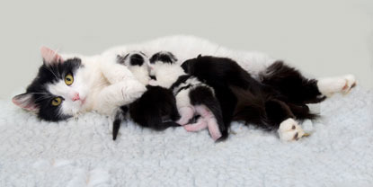 black and white mum cat with litter of kittens feeding